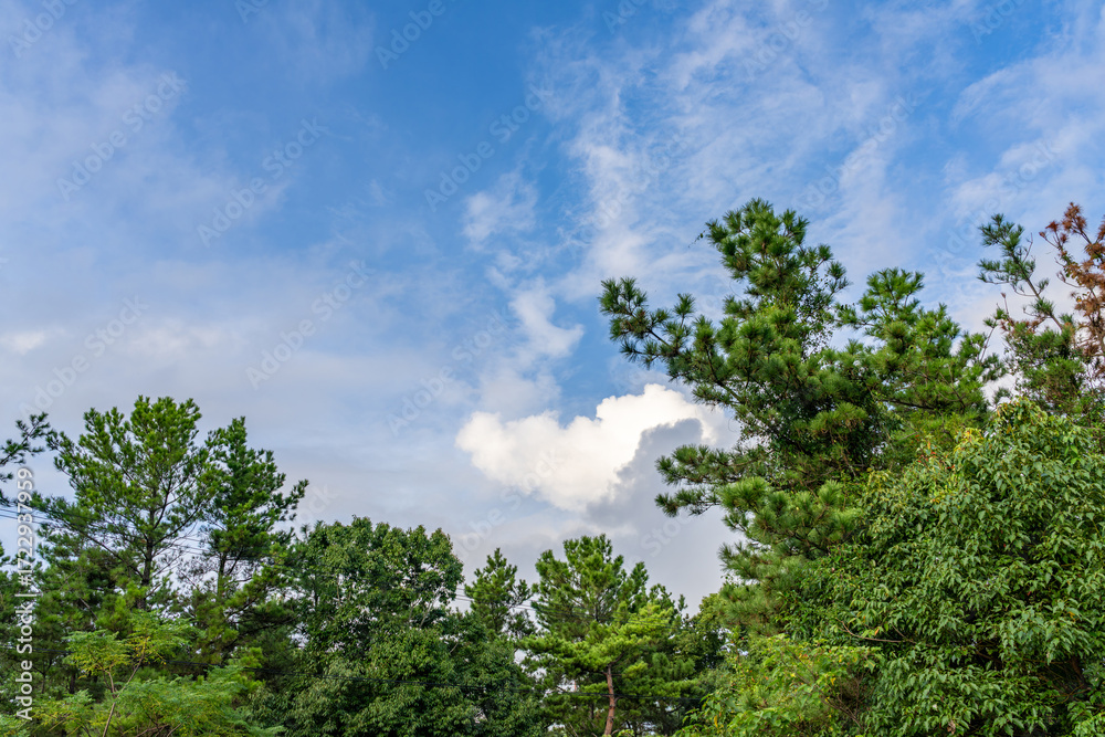 Obraz premium 木々と空