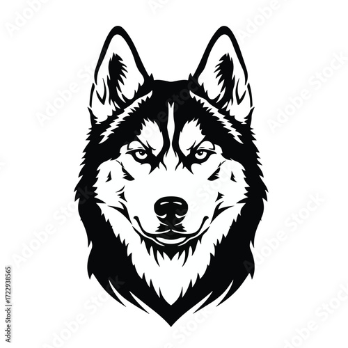 Siberian husky head isolated on white background. Vector illustration.