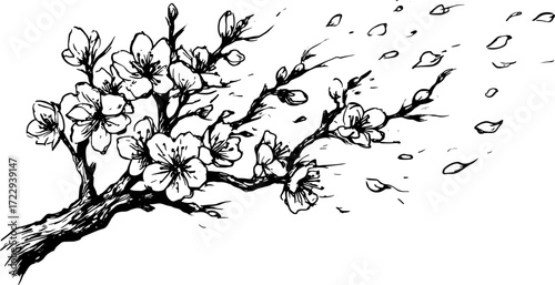 Cherry flower branch sketched in black and white. Simple vector illustration of blossoms and petals in a natural setting.