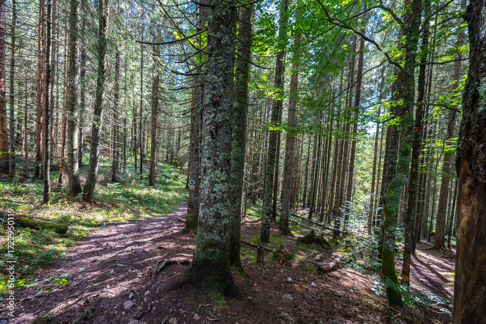 Fototapeta premium Hiking trail in Apuseni forest