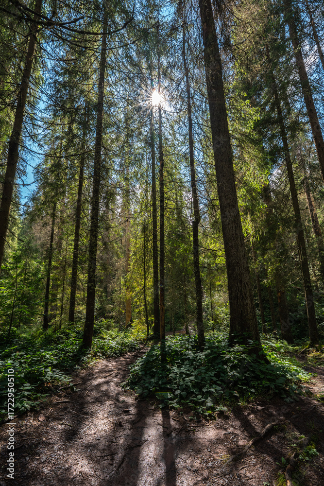 Fototapeta premium Forest trail with sun rays