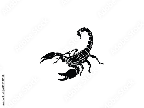 vector illustration of a scorpion isolated on white background 