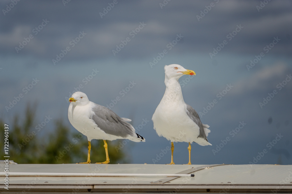 Fototapeta premium Two seagulls standing on a roof