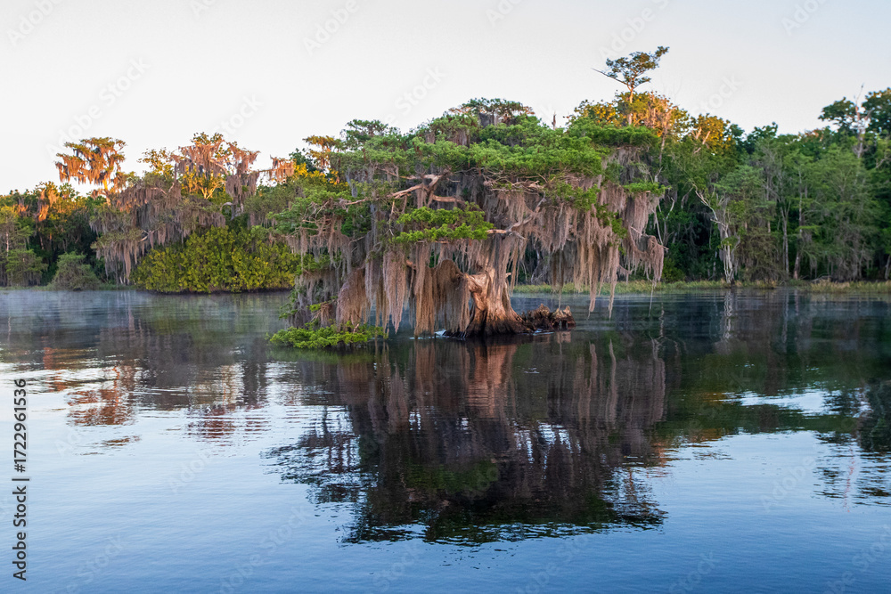 Fototapeta premium Florida, Cypress Trees, East Coast, South East, North America,