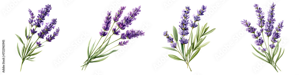 Naklejka premium Lavender Bouquet Collection: Fragrant Floral Illustration
