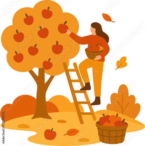 people picking fresh harvest from apple trees in autumn. Farmer with basket gathering local crops from orchard plant. Colored flat graphic vector illustration isolated on white background