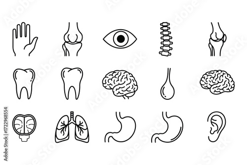 Anatomical Outline Icons of Human Body Parts and Organs on a White Background anatomy
