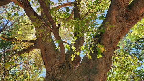 A boxelder tree (Acer negundo) is about to show its autumnal leaves in a city park