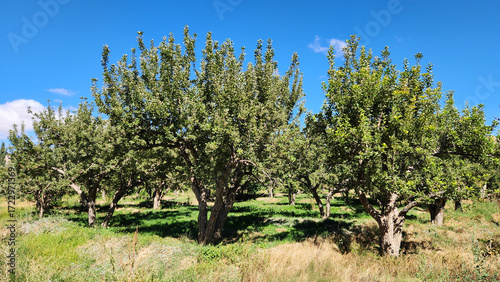 Fotografía Traditional Amasya variety apple orchards in Çamardı, Niğde, in the autumn after