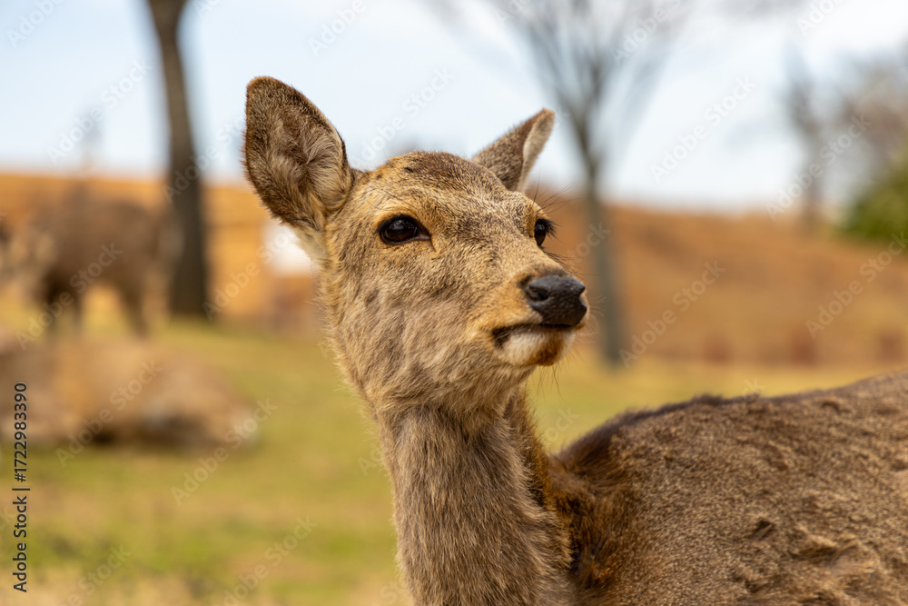 Fototapeta premium The deer are freely roaming around in Nara park, Japan