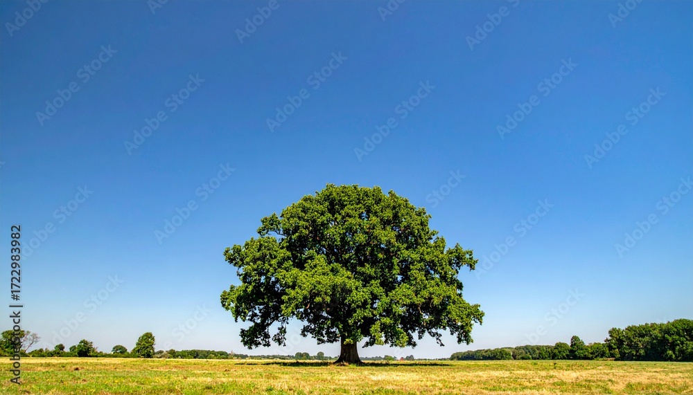 Obraz premium Majestic oak tree in a vast field under a vibrant blue sky