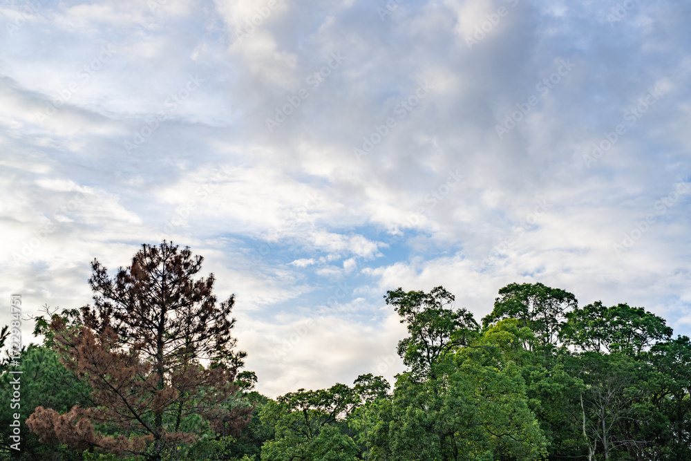 Obraz premium 空に映える松の木