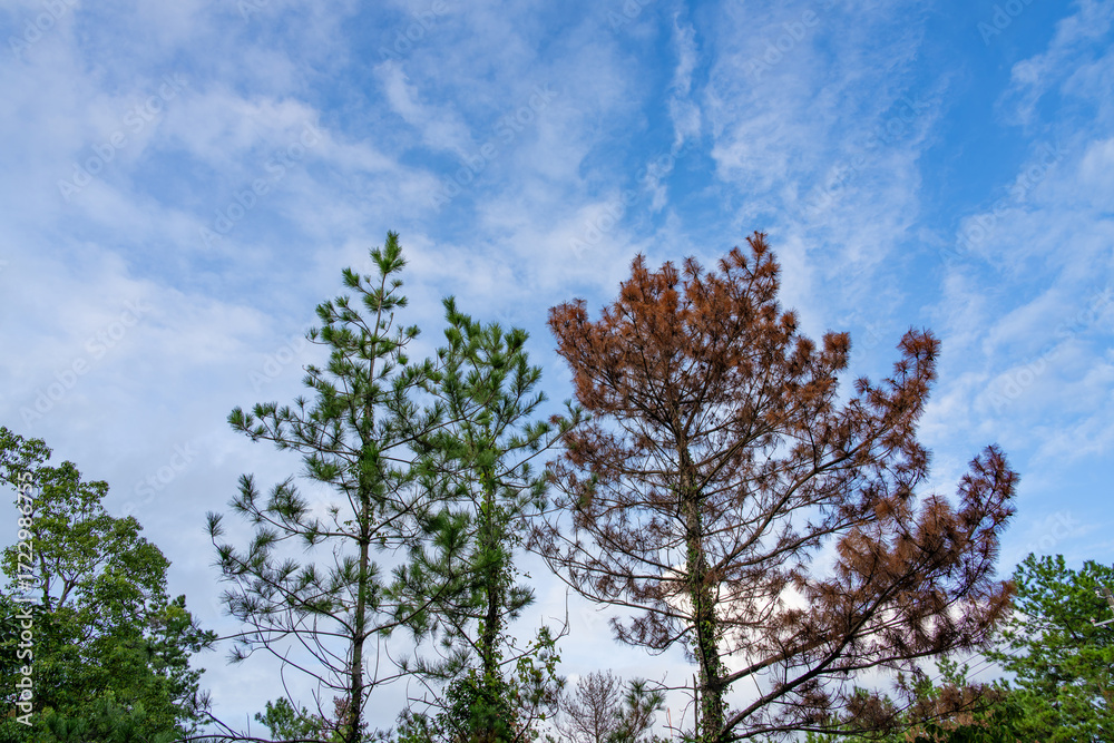 Obraz premium 空に映える松の木