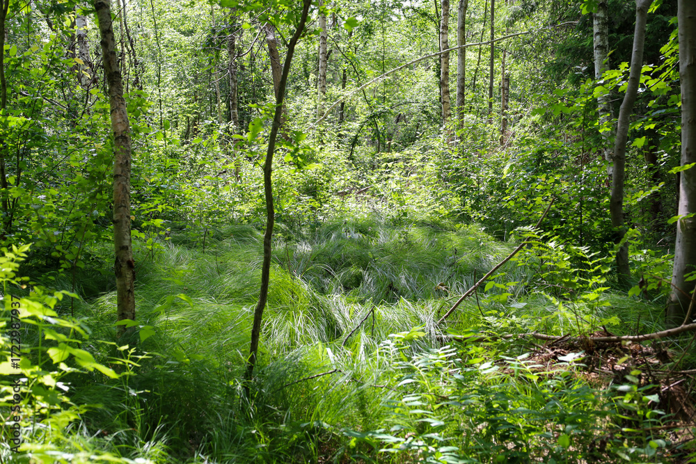 Obraz premium Dense thickets and tall grass in a damp forest create a sense of wild, untouched nature. Sunlight breaks through the dense tree crowns, illuminating the stems and giving the scene a magical, mysteriou