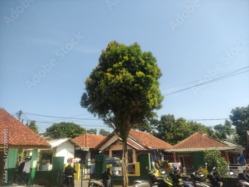 A photo of a tree in the schoolyard