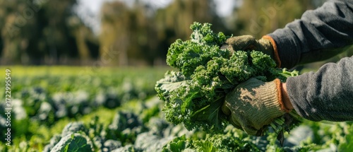 The Kale Harvest: Closeup of Fresh Curly Kale in a Sunny Field