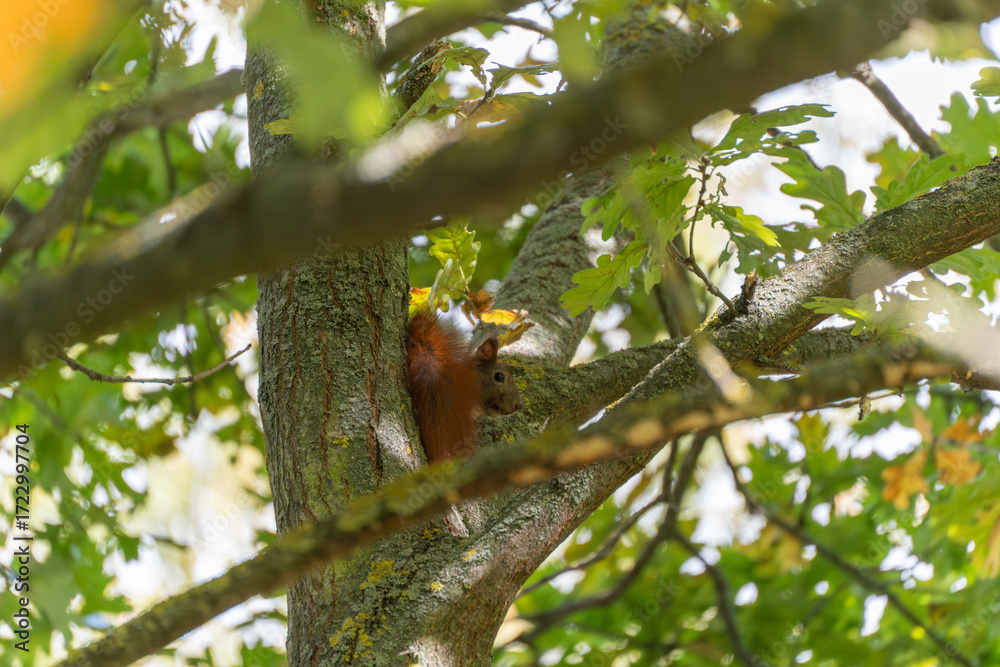 Fototapeta premium A red squirrel hides in the fork of a tree, partly shaded by branches and oak leaves. Its fur contrasts with the bark.