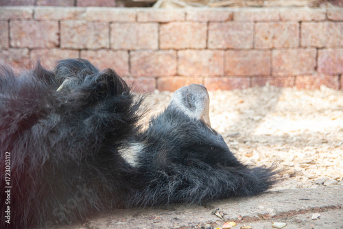 Sloth bear Melursus ursinus sleeping peacefully