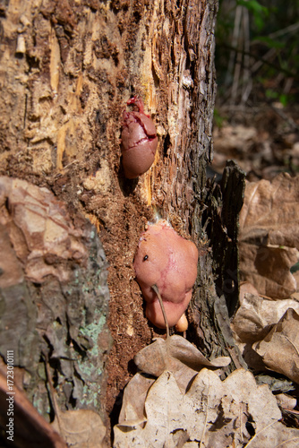 Amaurochaete atra mushroom growing naturally on tree trunk in forest