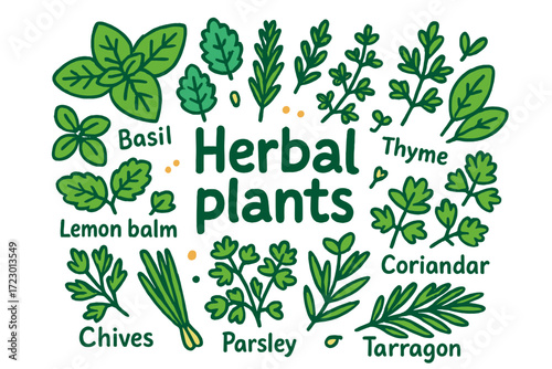 Herbal Plant Doodles. Herbal plants. Hand-drawn doodle illustration of herbal plants. Basil, mint, rosemary,