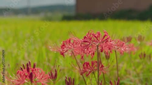 満開の彼岸花