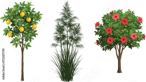 Lemon fruit tree with yellow fruits, ornamental grass plant illustration, hibiscus flowering tree with red blossoms, tropical vegetation artwork