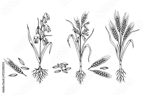 Illustration of different cereal plants and grains isolated on Transparent Background