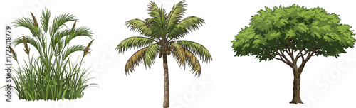 Tropical palm tree with fan fronds, lush broad leaf tree illustration, tall grass vegetation, exotic landscape plants, botanical nature artwork