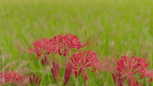 満開の彼岸花
