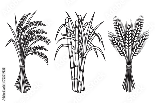 Collection of harvested crops including rice, sugarcane, and wheat isolated on Transparent Background