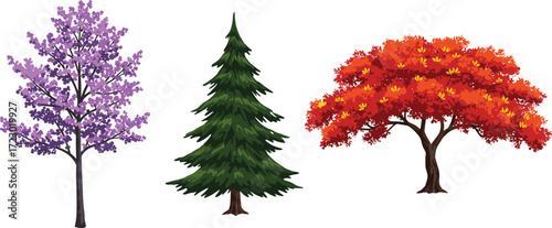 Purple flowering jacaranda tree illustration, evergreen conifer pine tree artwork, autumn deciduous maple tree with red orange leaves