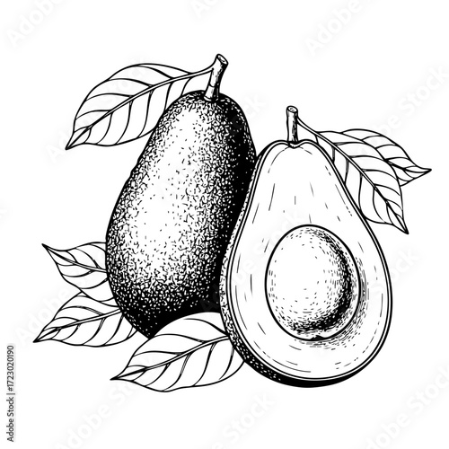 Avocado, whole and half, black and white vector illustration in sketch style. Line art fruit arrangement for packaging and recipe design. Retro engraving.
