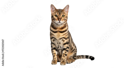 Isolated tabby Bengal cat sitting up looking forward at camera, head and shoulders pose