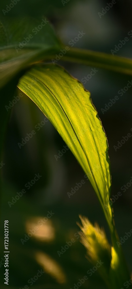 Obraz premium A leaf bathed in sunlight