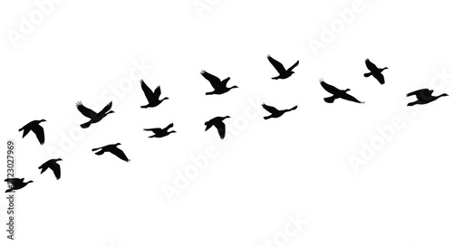 A flock of birds in flight against a white background silhouette