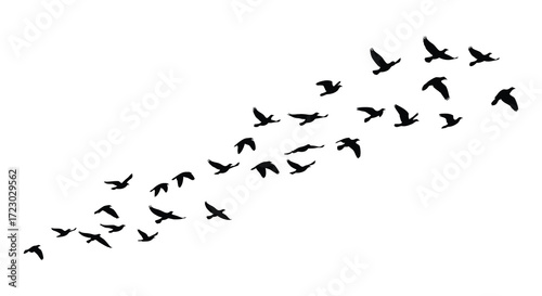 A flock of birds taking flight across a clean white background silhouette