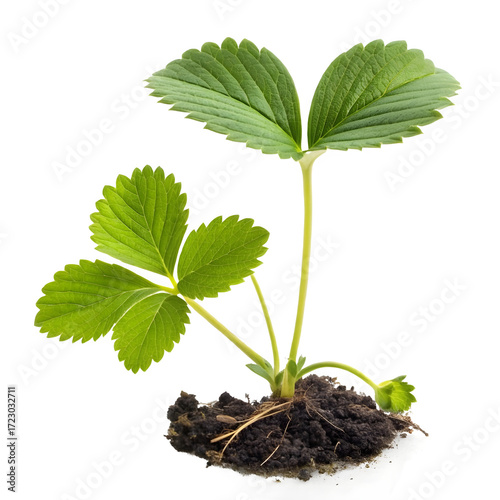 Strawberry plant growing in soil isolated on transparent background
