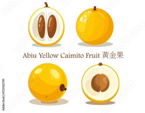 Abiu Yellow Caimito Fruit golden fruit taiwanese fruit line art flat design style Exotic Whole Cut Organic Illustration icon set Botanical Superfood Clipart