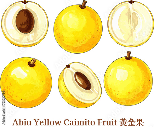 Bright Yellow Abiu Caimito Fruit Exquisite Tropical Edible watercolor golden fruit taiwanese fruit line art  sketch Illustration set Art Clipart