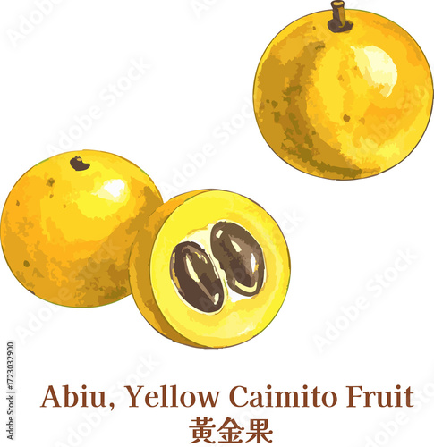 Asian Abiu Caimito Tropical Fruit Watercolor Vegan Botanical Whole And Half watercolor golden fruit taiwanese fruit line art sketch 