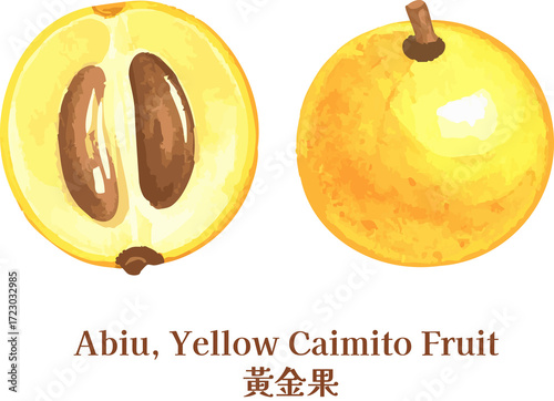Abiu Yellow Caimito Fruit Fresh Tropical Watercolor Vegan Illustration watercolor golden fruit taiwanese fruit line art  sketch 