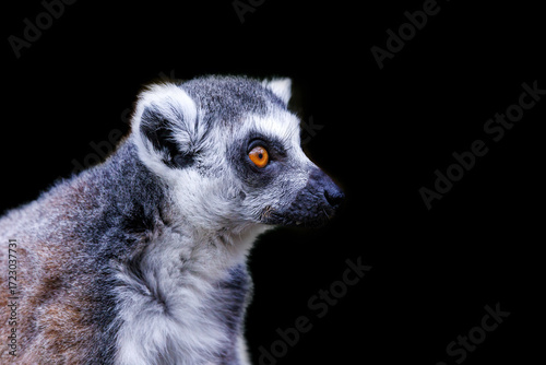 Profile view of a ring-tailed lemur, lemur catta, isolated on a black background. An endangered species endemic to southwestern Madagascar.