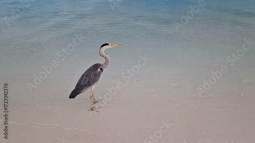 A heron walks along the beach of the Indian Ocean in the Maldives.