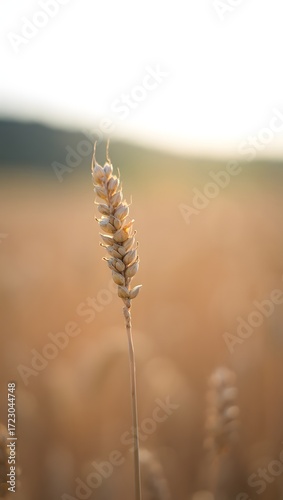 Close up of wheat field agriculture crop farming harvest grain food nature rural landscape