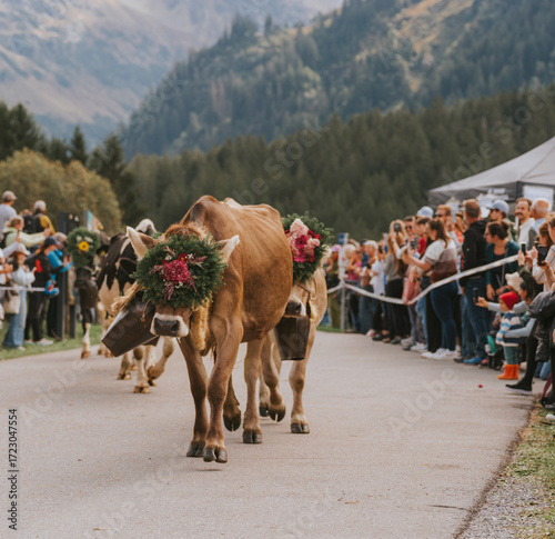 Decorated cows walking during traditional alpabzug procession in alps