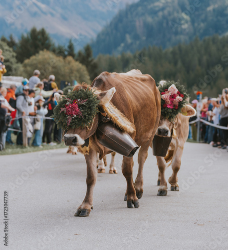 Fotografi Cows parading during traditional alpabzug festival
