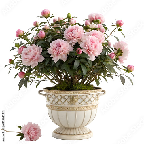 Peonies in a pot isolated on transparent background, a beautiful home decoration