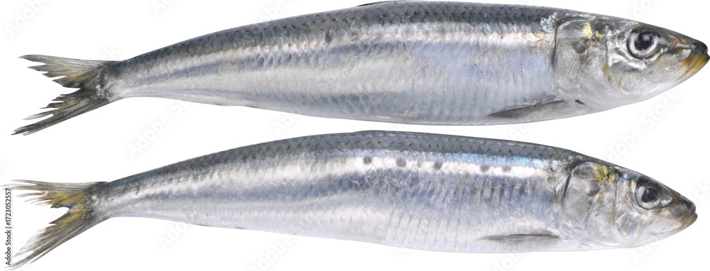 Fototapeta premium Sardines Fish Isolated On Transparent Background