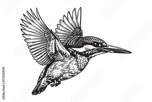 flying Kingfisher bird engraving vector style