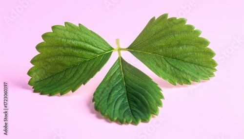Studio still life of strawberry calyx leaves isolated as graphic shapes on a pastel background, precise edge light and clean minimal composition.